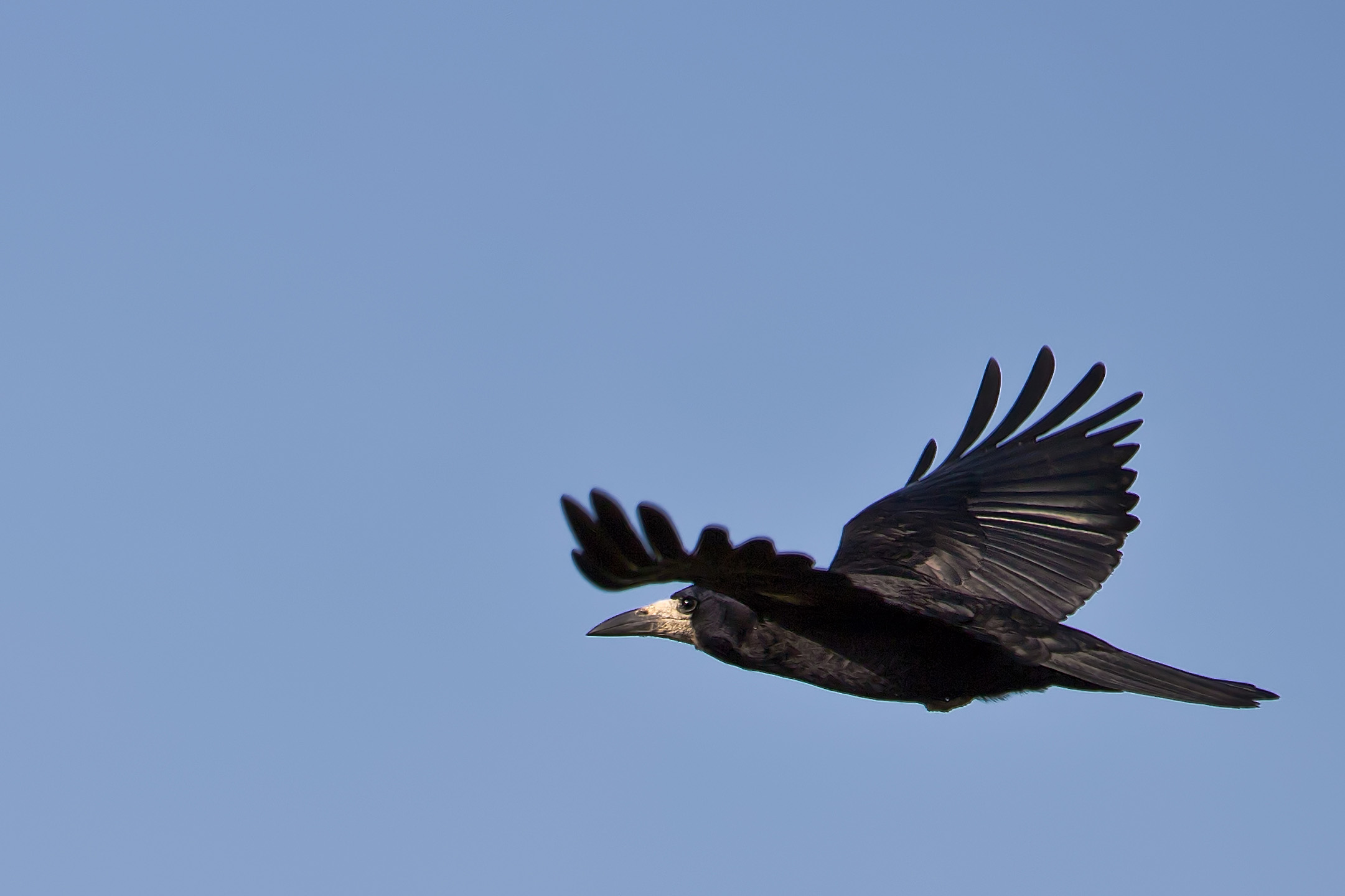 Saatkrähe im Flug